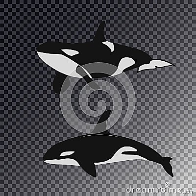 Killer whale in 2 different positions. big white fish orca. Flat illustration on a white background. Realistic app Cartoon Illustration