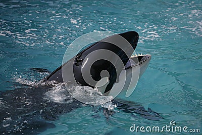 Killer Whale having fun in the ocean Stock Photo