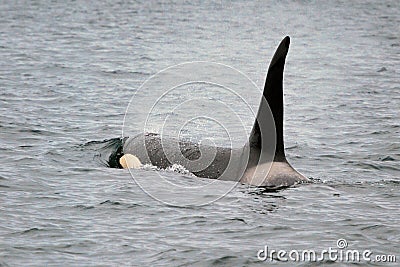 Killer Whale (Orca) Stock Photo