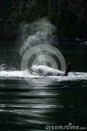 Killer Whale Orca coming up for breath Stock Photo