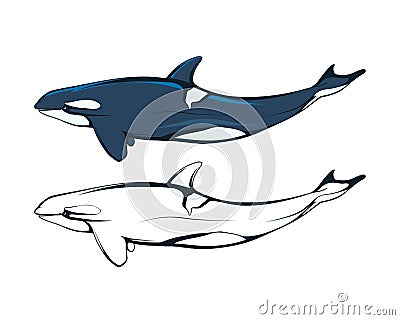 Killer whale. An orca or killer whale. Marine mammal. Cetaceans. Toothed whale. Dolphin family. The largest among the cetaceans Vector Illustration