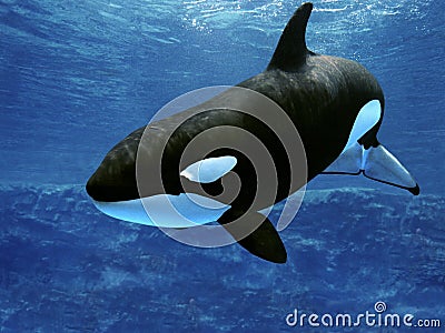 Killer Whale, orcinus orca, Adult Stock Photo