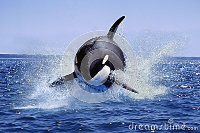 Killer Whale, orcinus orca, Adult Leaping, Canada Stock Photo