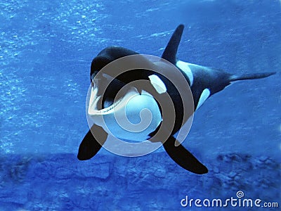 Killer Whale, orcinus orca, Adult with open Mouth Stock Photo