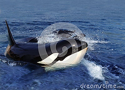 ORQUE EPAULARD orcinus orca Stock Photo