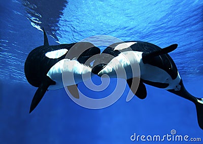 ORQUE EPAULARD orcinus orca Stock Photo