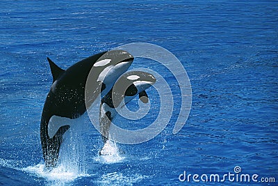 ORQUE EPAULARD orcinus orca Stock Photo