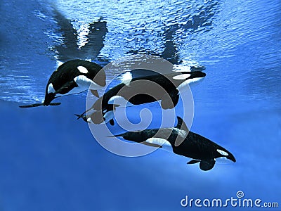 ORQUE EPAULARD orcinus orca Stock Photo