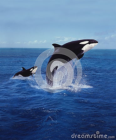 KILLER WHALE orcinus orca Stock Photo