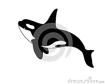 Killer whale - stock vector silhouette of a marine mammal. Ðžrca is a marine cetacean for a logo or pictogram. Vector Illustration