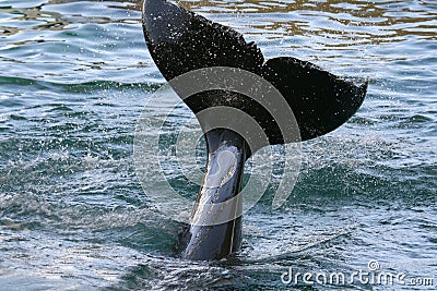 Killer whale tail splash Stock Photo