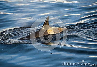 Killer Whales in Antarctica in winter Stock Photo