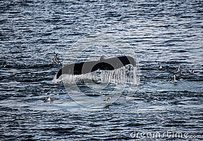 Killer Whales in Antarctica in winter Stock Photo