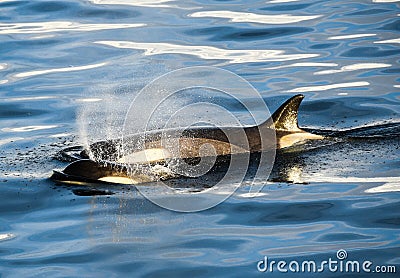 Killer Whales in Antarctica in winter Stock Photo