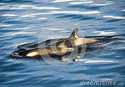 Killer Whales in Antarctica in winter Stock Photo