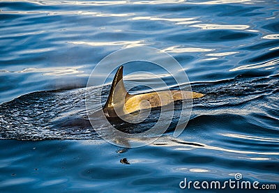 Killer Whales in Antarctica in winter Stock Photo