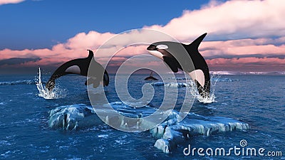 Killer Whales In The Arctic Ocean Stock Photo