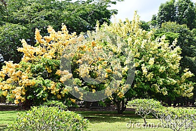 Kilohana Plantation at Lihue on Kauai Island in Hawaii Stock Photo