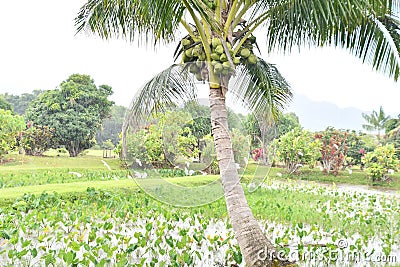 Kilohana Plantation at Lihue on Kauai Island in Hawaii Stock Photo