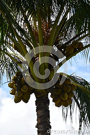 Kilohana Plantation at Lihue on Kauai Island in Hawaii Stock Photo