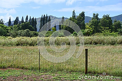 Kilohana Plantation at Lihue on Kauai Island in Hawaii Stock Photo