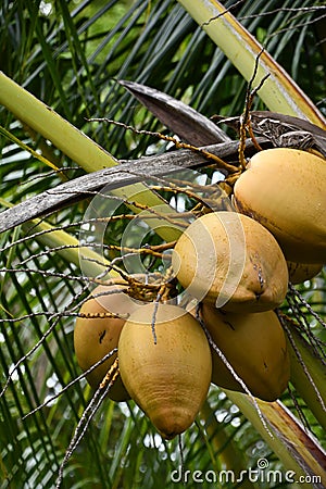 Kilohana Plantation at Lihue on Kauai Island in Hawaii Stock Photo