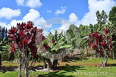 Kilohana Plantation at Lihue on Kauai Island in Hawaii Stock Photo
