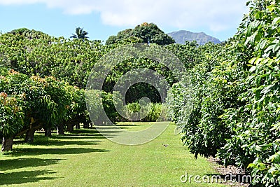 Kilohana Plantation at Lihue on Kauai Island in Hawaii Stock Photo