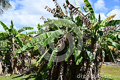 Kilohana Plantation at Lihue on Kauai Island in Hawaii Stock Photo