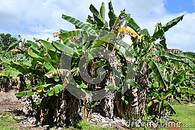 Kilohana Plantation at Lihue on Kauai Island in Hawaii Stock Photo