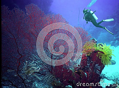 Kimbe Bay, Papua New Guinea Coralscape Stock Photo