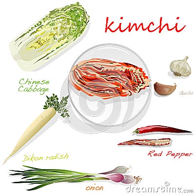 Kimchi, traditional korean food. Illustration on white. Ingredients for kimchi Vector Illustration