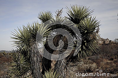 A tenacious lives plant in the dead desert. Stock Photo