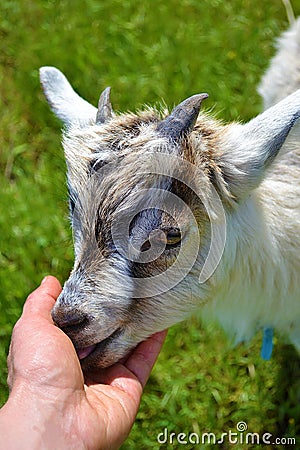 Kind goat Stock Photo