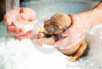 Kind human helps whelp to survive Stock Photo