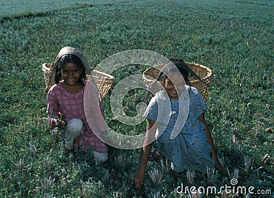 Mauritus: Children work: Young girls are working on the plantations near Curepipe Editorial Stock Photo