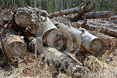 Trees, felled trees Stock Photo