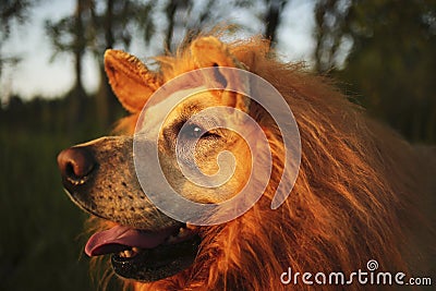 Kindly dog with fake mane at forest on sunny evening Stock Photo