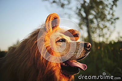 Kindly dog with fake mane at forest on sunny evening Stock Photo