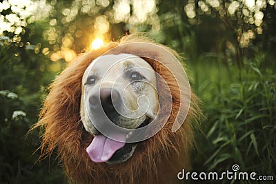 Kindly dog with fake mane at forest on sunny evening Stock Photo