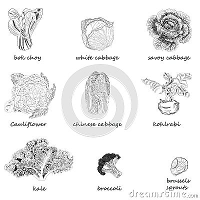 Kinds of cabbage. Hand-drawn sketch. White, red, savoy, chinese, curly cabbage. Bok choy. Kale. Broccoli. Brussels Vector Illustration