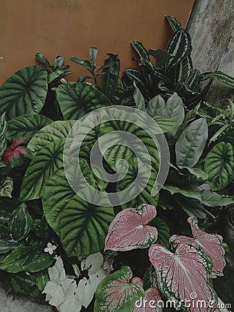 Kinds of tropical plant in corner garden Stock Photo