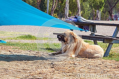 Kineret Lake a lonely dog of the Caucasian Shepherd Dog sitting on the shore of July Stock Photo