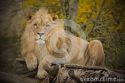 King of animals Stock Photo