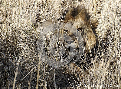 King of the Beasts- male lion rests in the dappled light Stock Photo