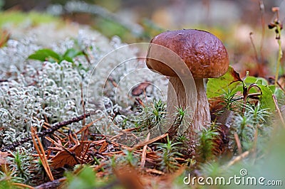 King boletus mushroom in the forest close up. Surrounded by white moss. Autumn sepe in the woods. Cooking delicious organic mushr Stock Photo