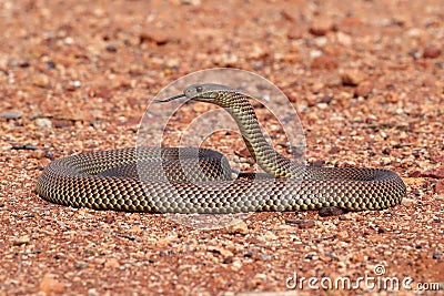 King Brown or Mulga Snake Stock Photo