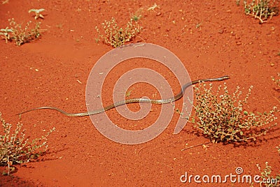 King brown snake Stock Photo