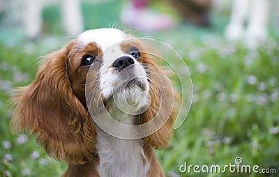 Adorable Cavalier King Charles Spaniel puppy basking in the sun Stock Photo