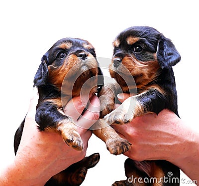 King Charles puppies being held up Stock Photo